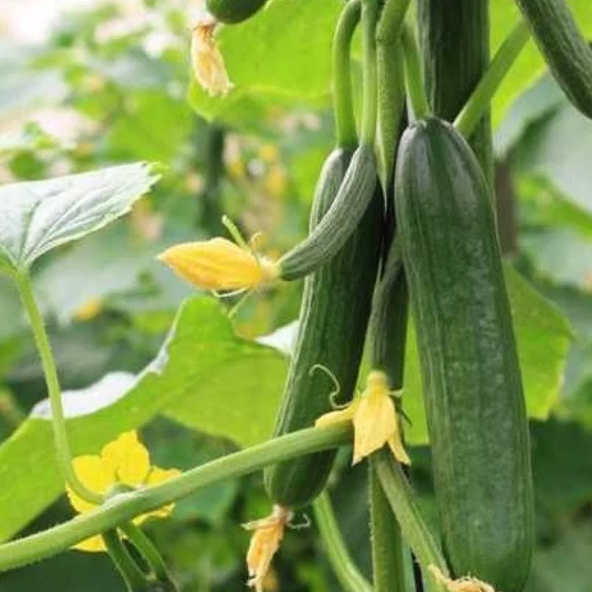 Огірок ‘Salim F1’