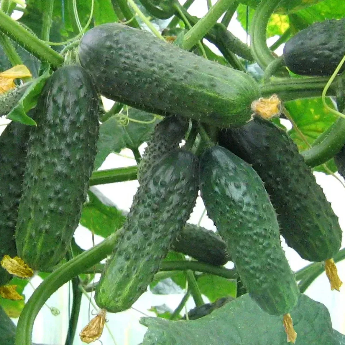 Огірок ‘Satina F1’