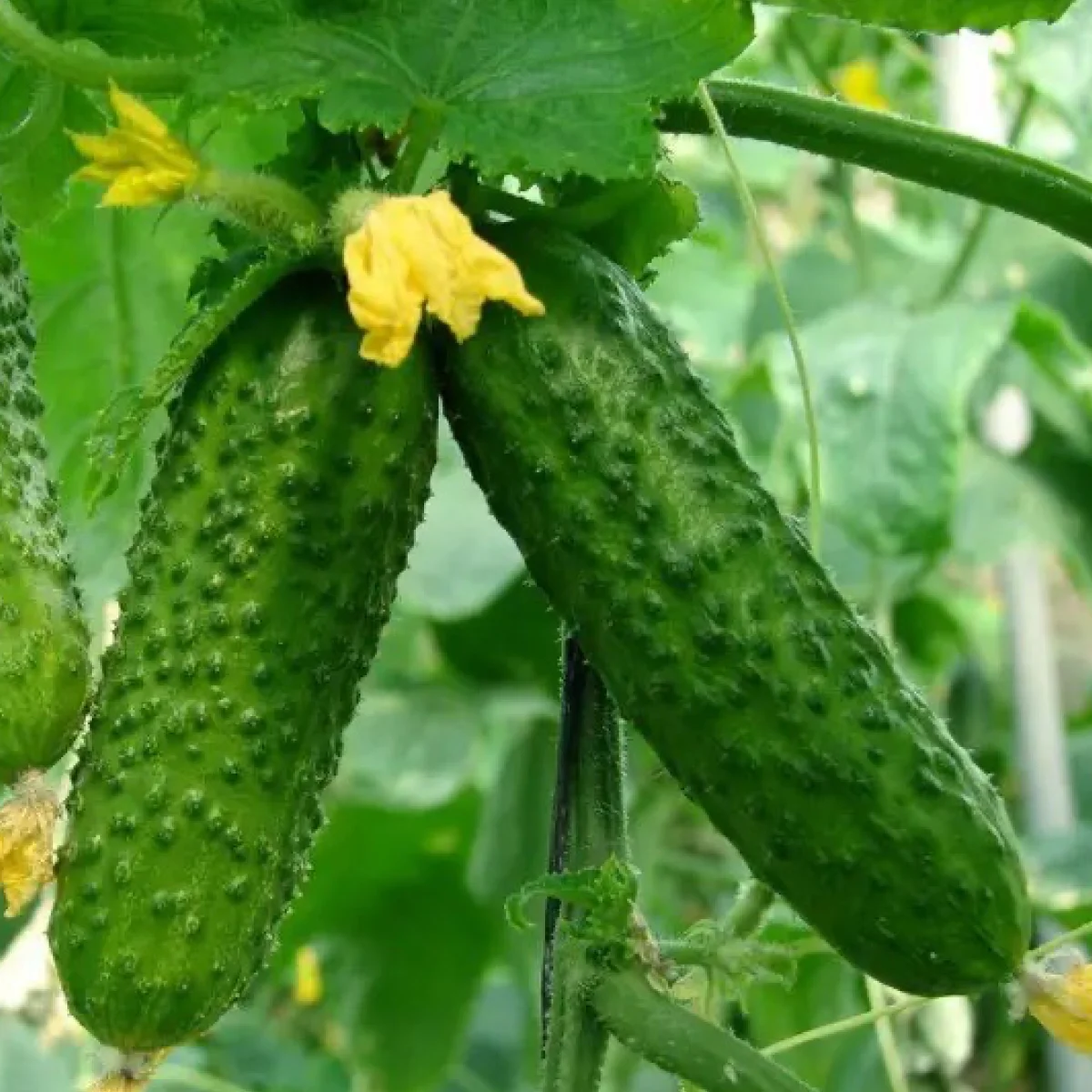 Огірок ‘Shakthi F1’ (партенокарпічний)