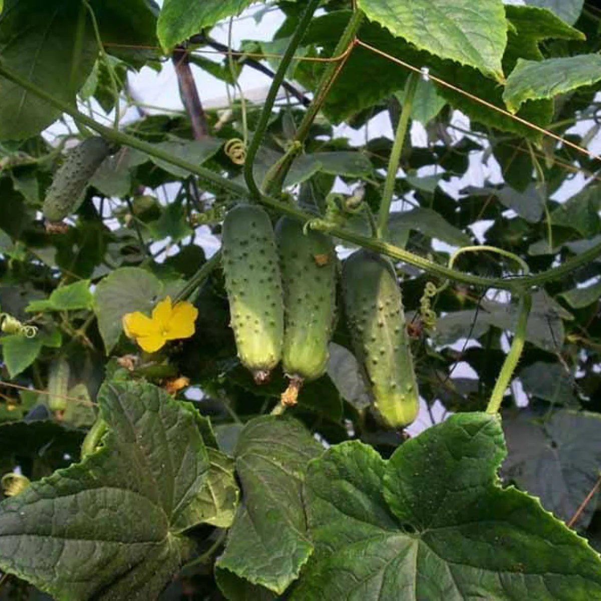 Огірок ‘Sonata F1’ (бджолозапильний)