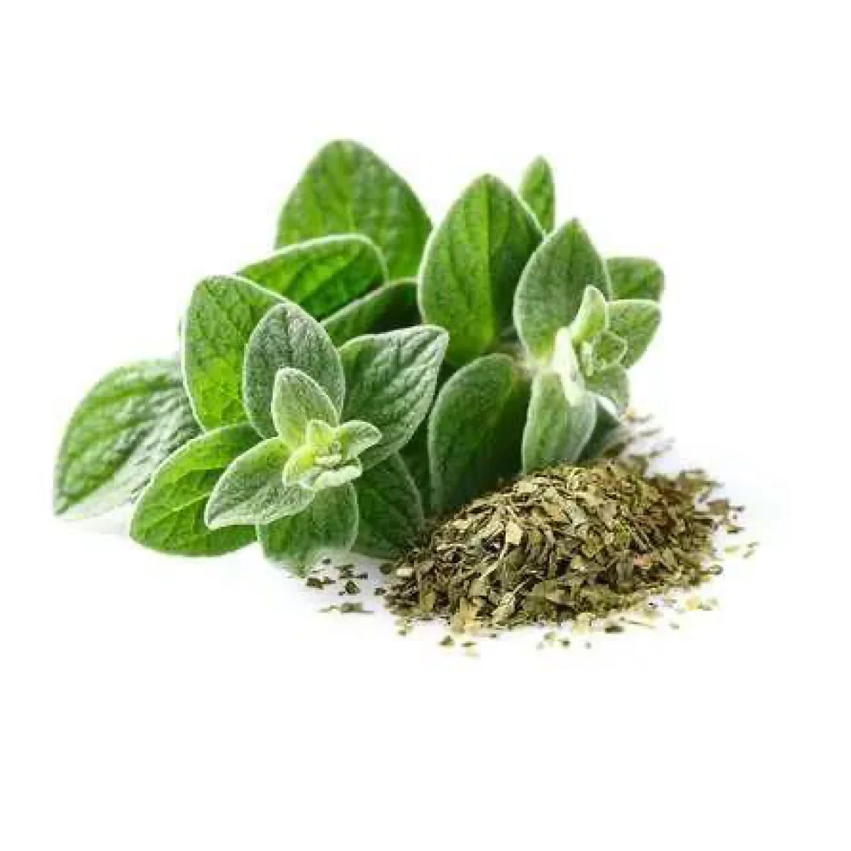 Орегано італійський (Origanum vulgare)