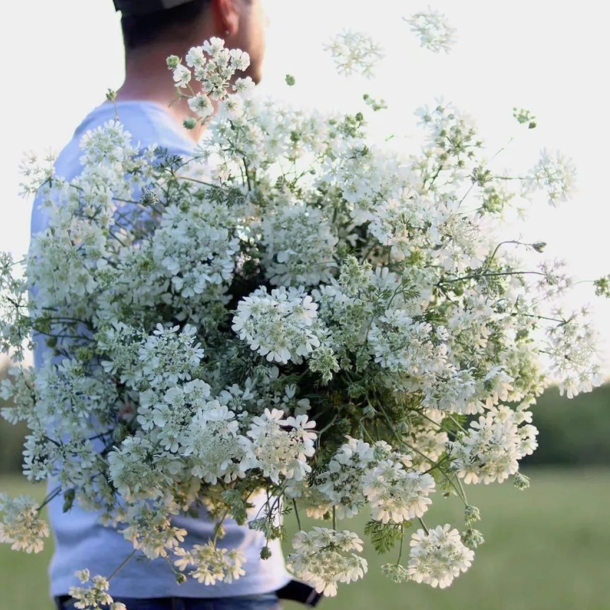 Орлая ‘White Lace’ (Orlaya grandiflora)