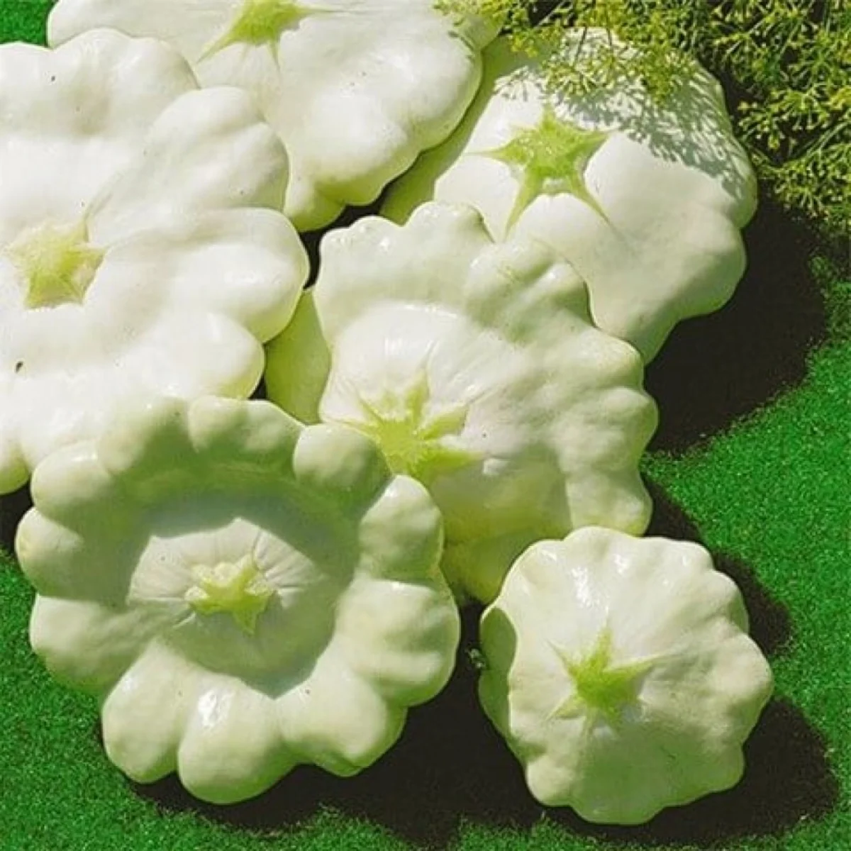 Патисон ‘Малахіт’ (Cucurbita pepo)