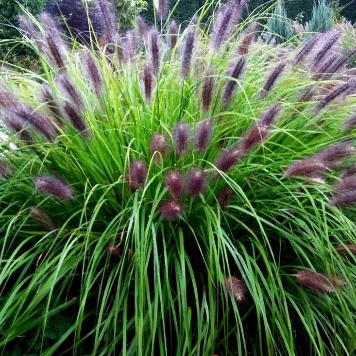 Пеннісетум лисохвостовий ‘Viridescens’ (Pennisetum alopecuroides var. viridescens)