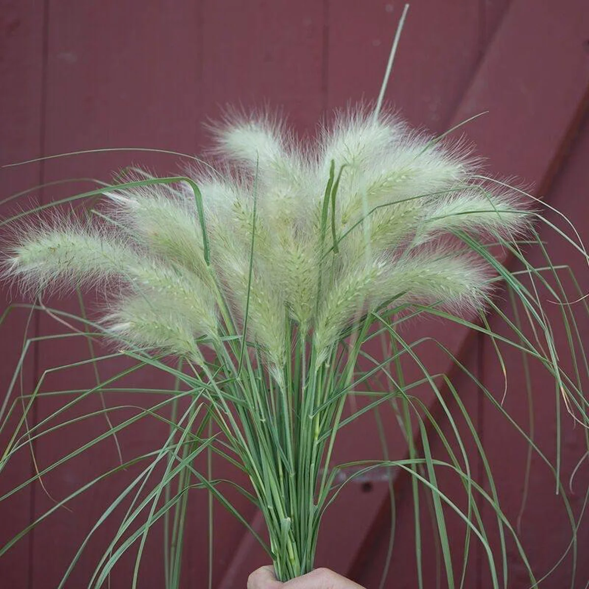 Пеннісетум ‘Feathertop’ (Pennisetum villosum)