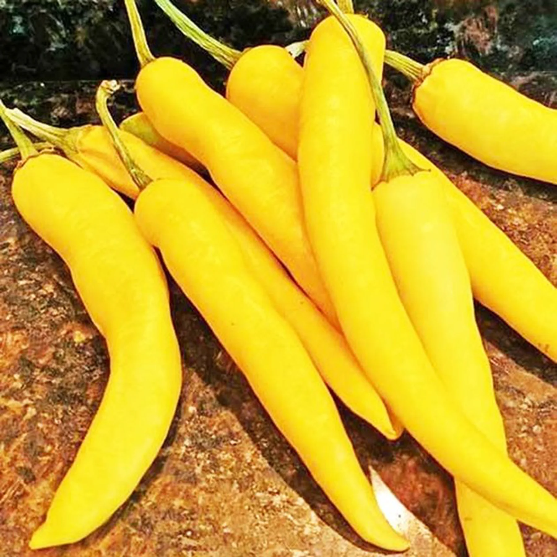 Перець гострий ‘Бараній ріг жовтий’