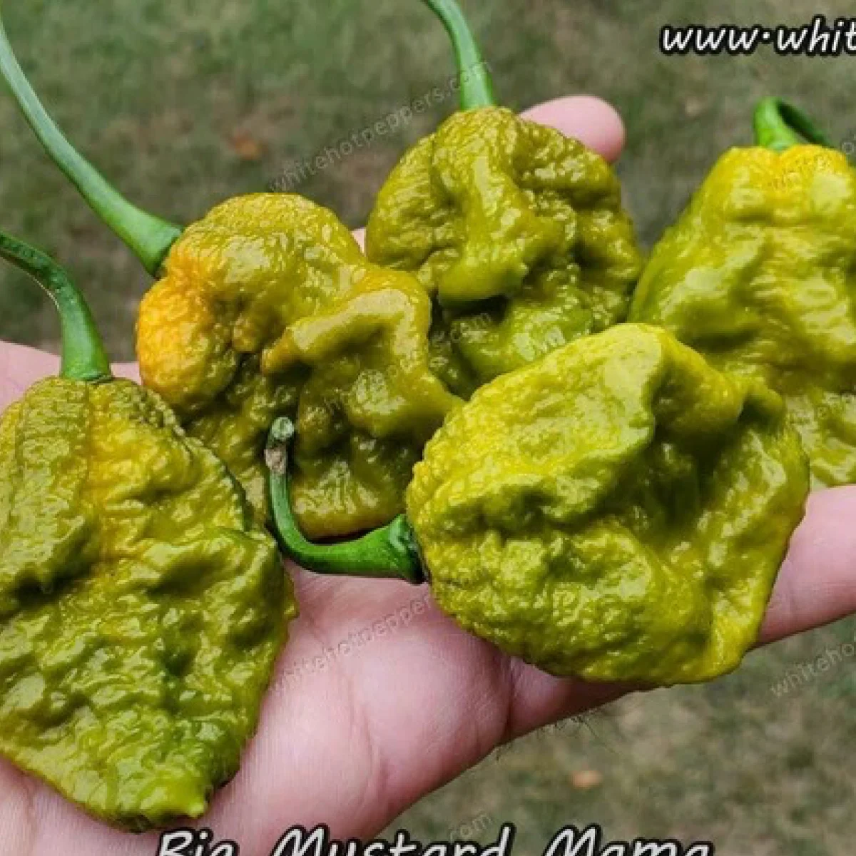 Перець гострий ‘Big Mustard Mama’