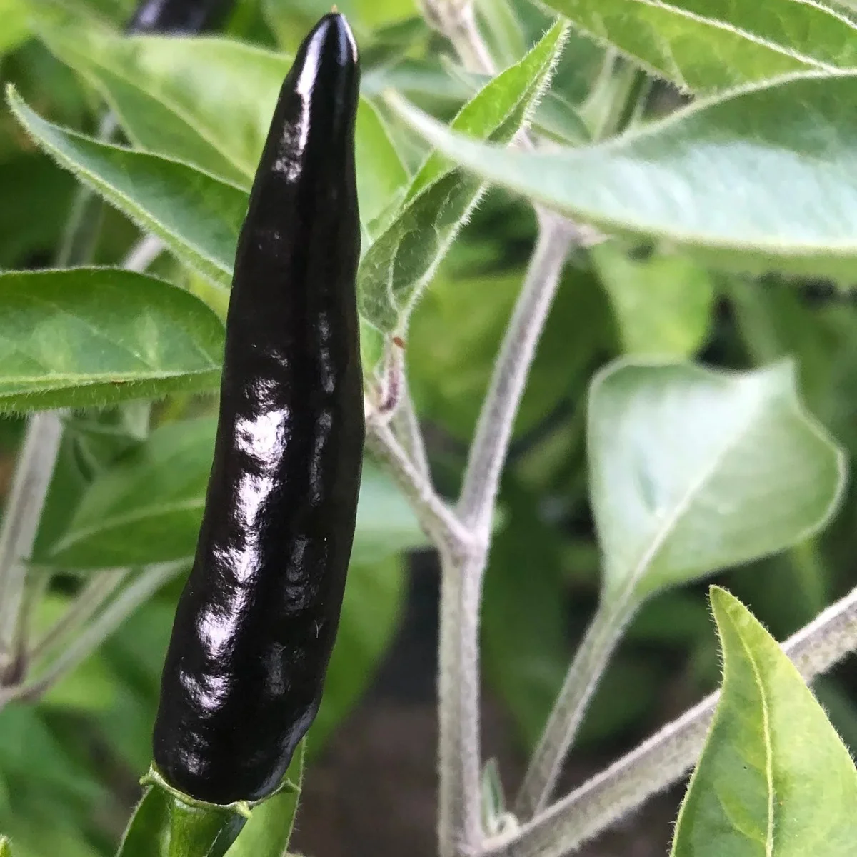 Перець гострий ‘Black Cobra’