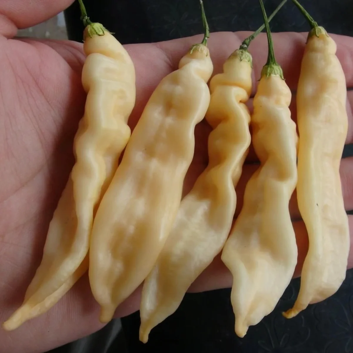 Перець гострий ‘Bolivian Cream Pepper’