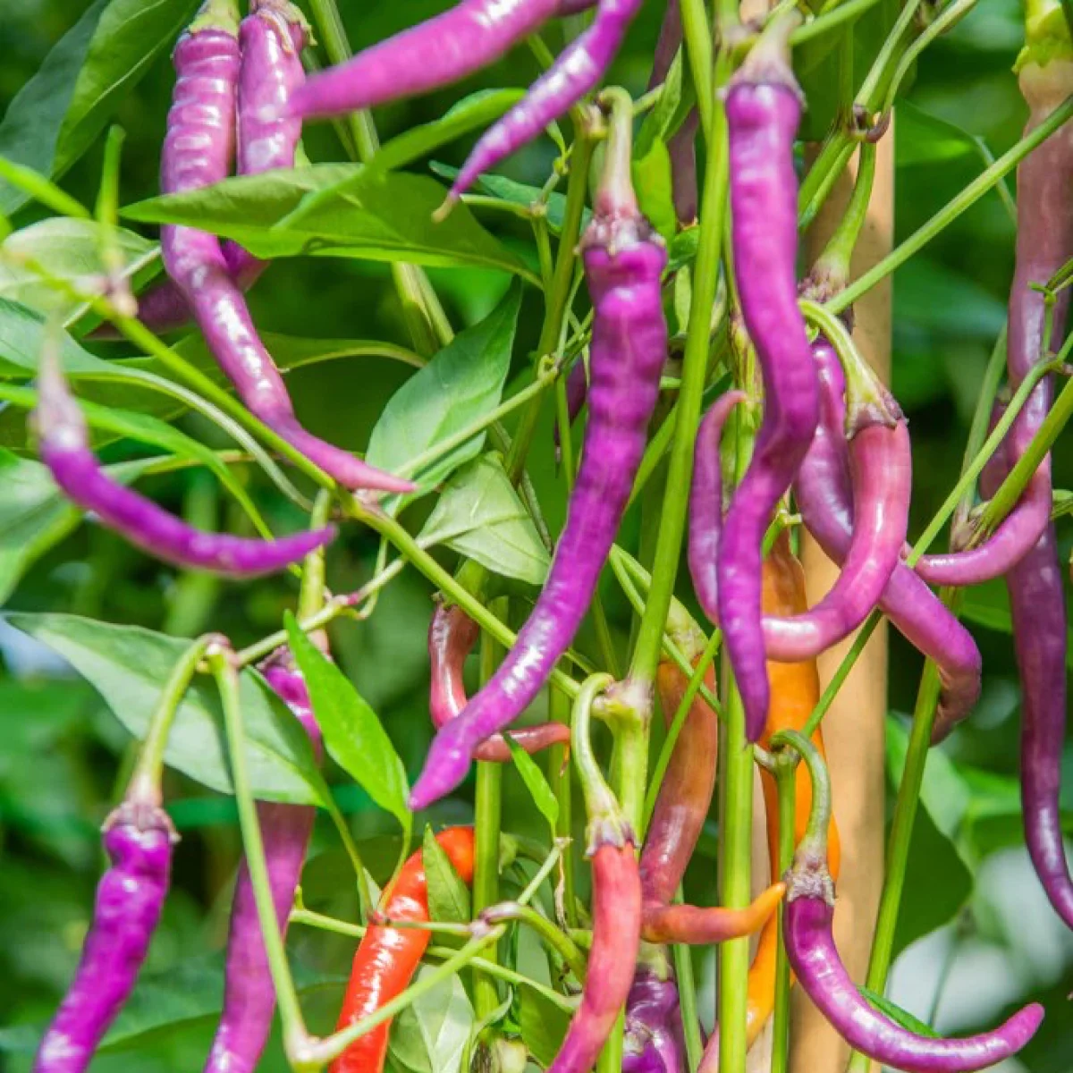 Перець гострий ‘Buena Mulata’