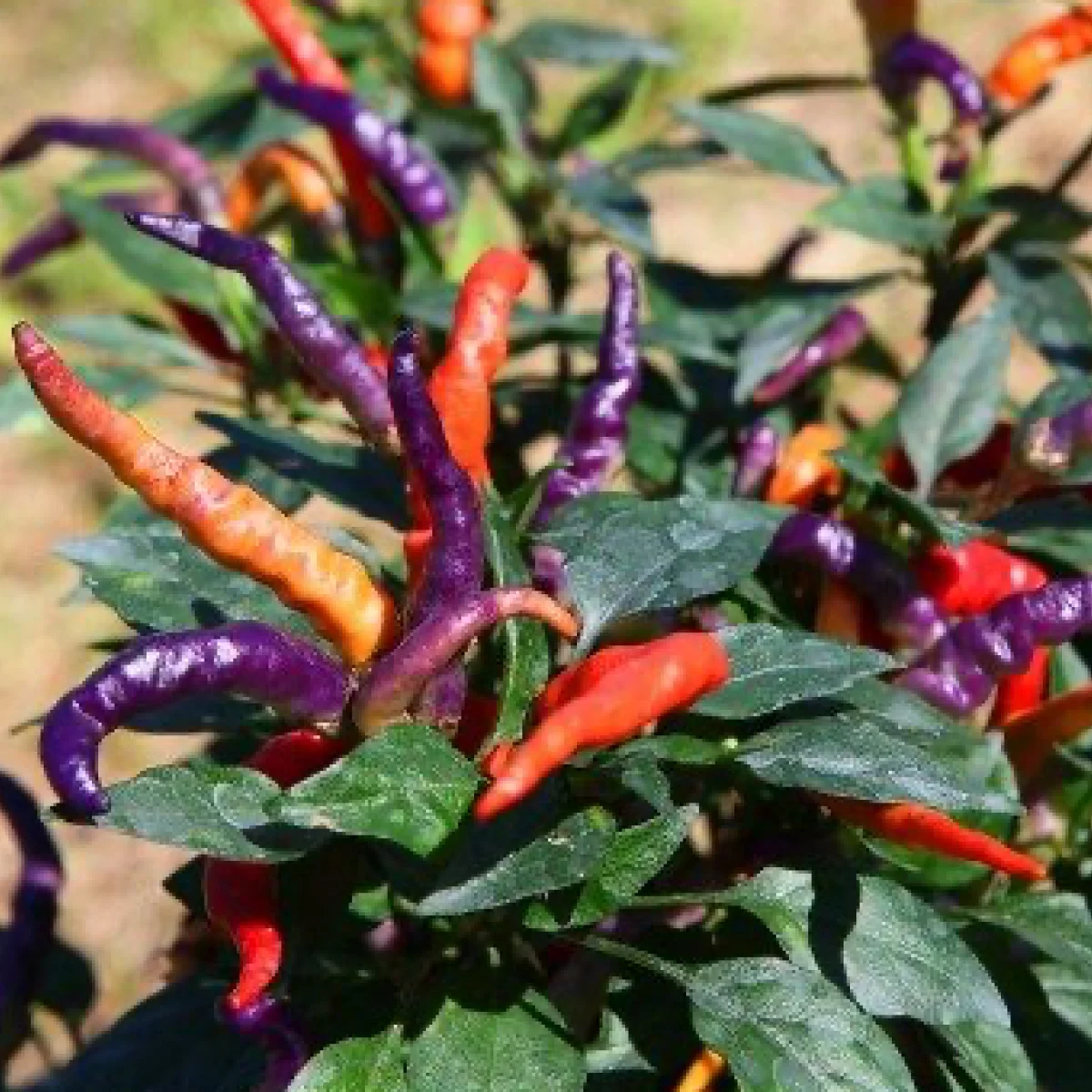 Перець гострий ‘Carnival’