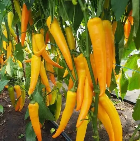 Перець гострий ‘Harvey F1’