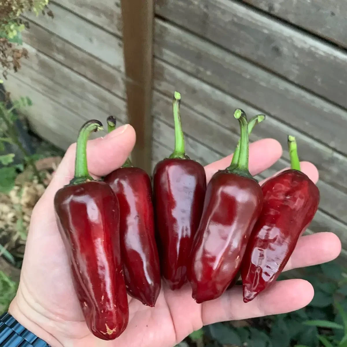 Перець гострий ‘Hot Banana × Count Dracula’