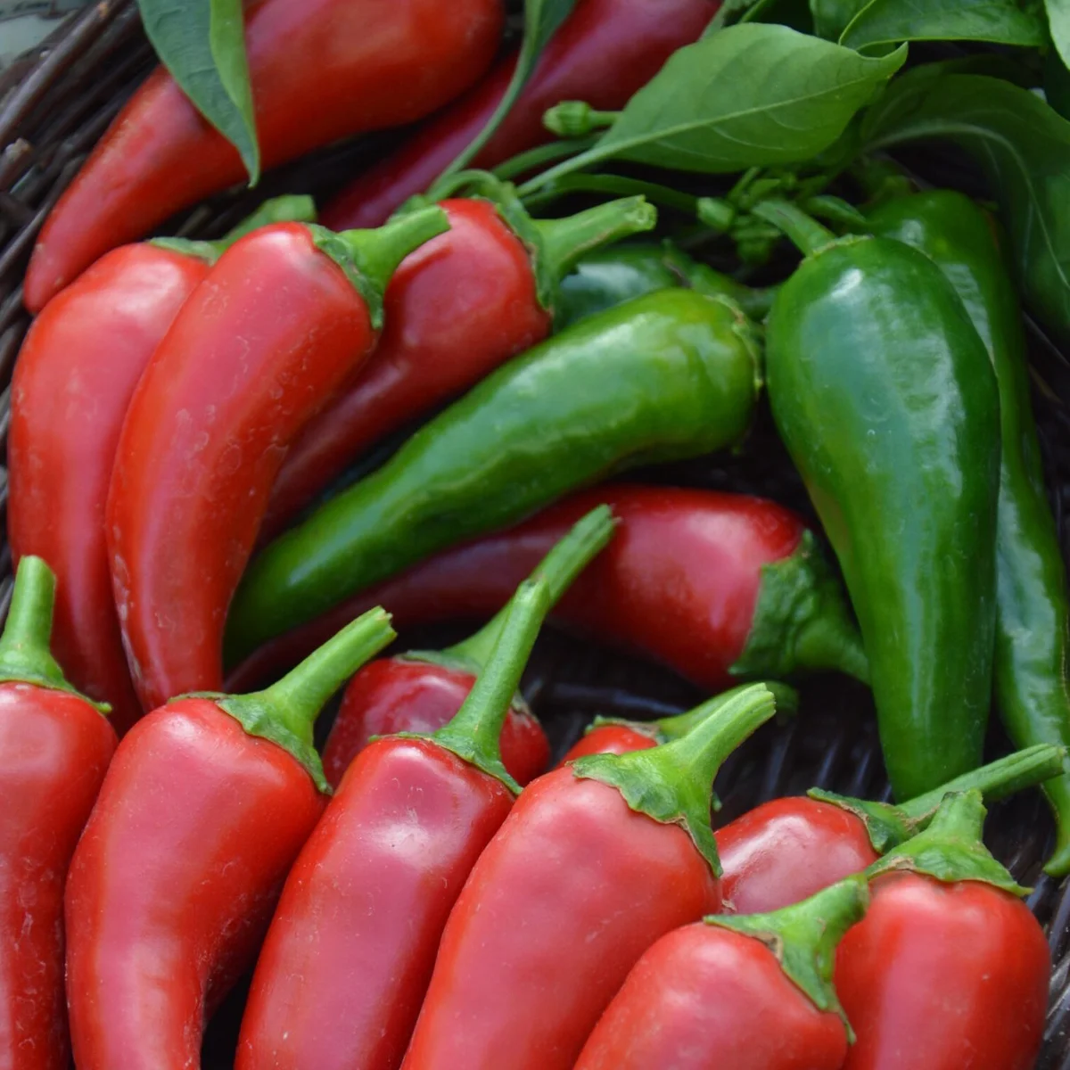 Перець гострий ‘Hot Chilli Rokita’