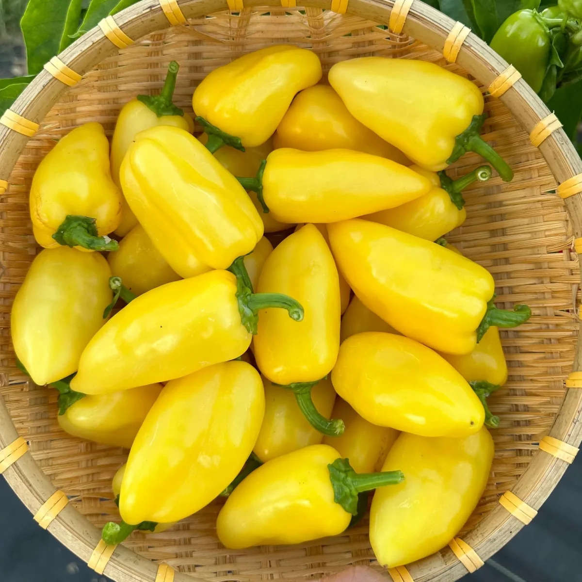 Перець гострий ‘Jalapeño Lemon Spice Giant’