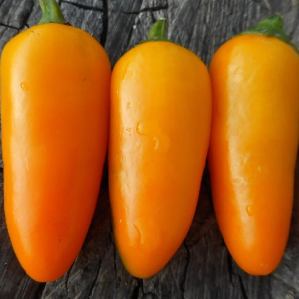 Перець гострий ‘Jalapeño NuMex Orange Spice’