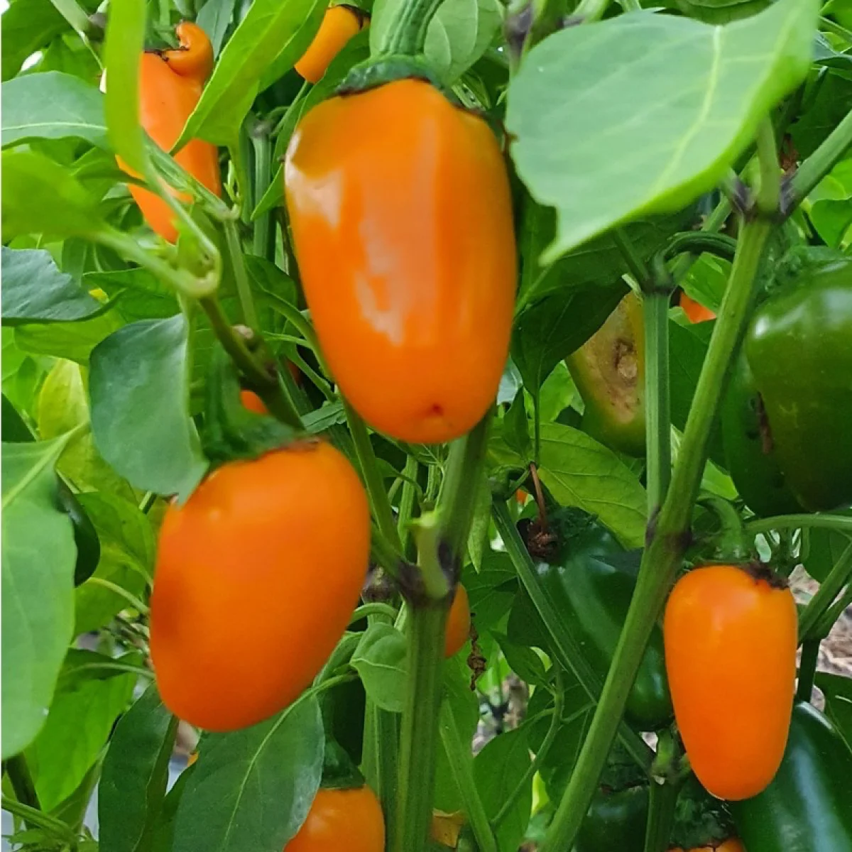Перець гострий ‘Jalapeno Orange’