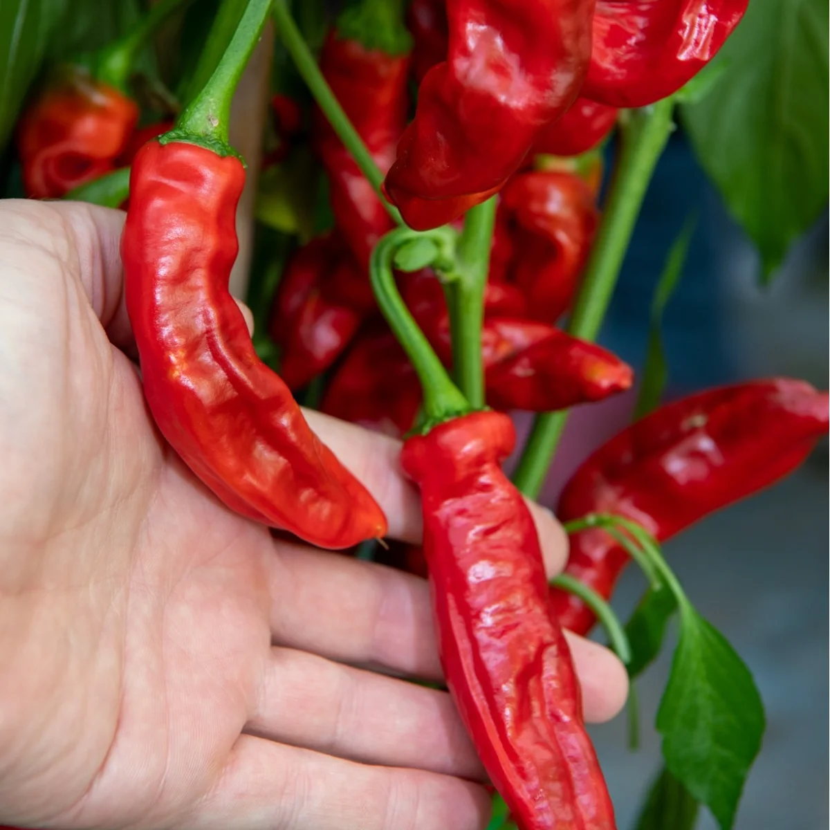 Перець гострий ‘Lucifer’s Dream Red’