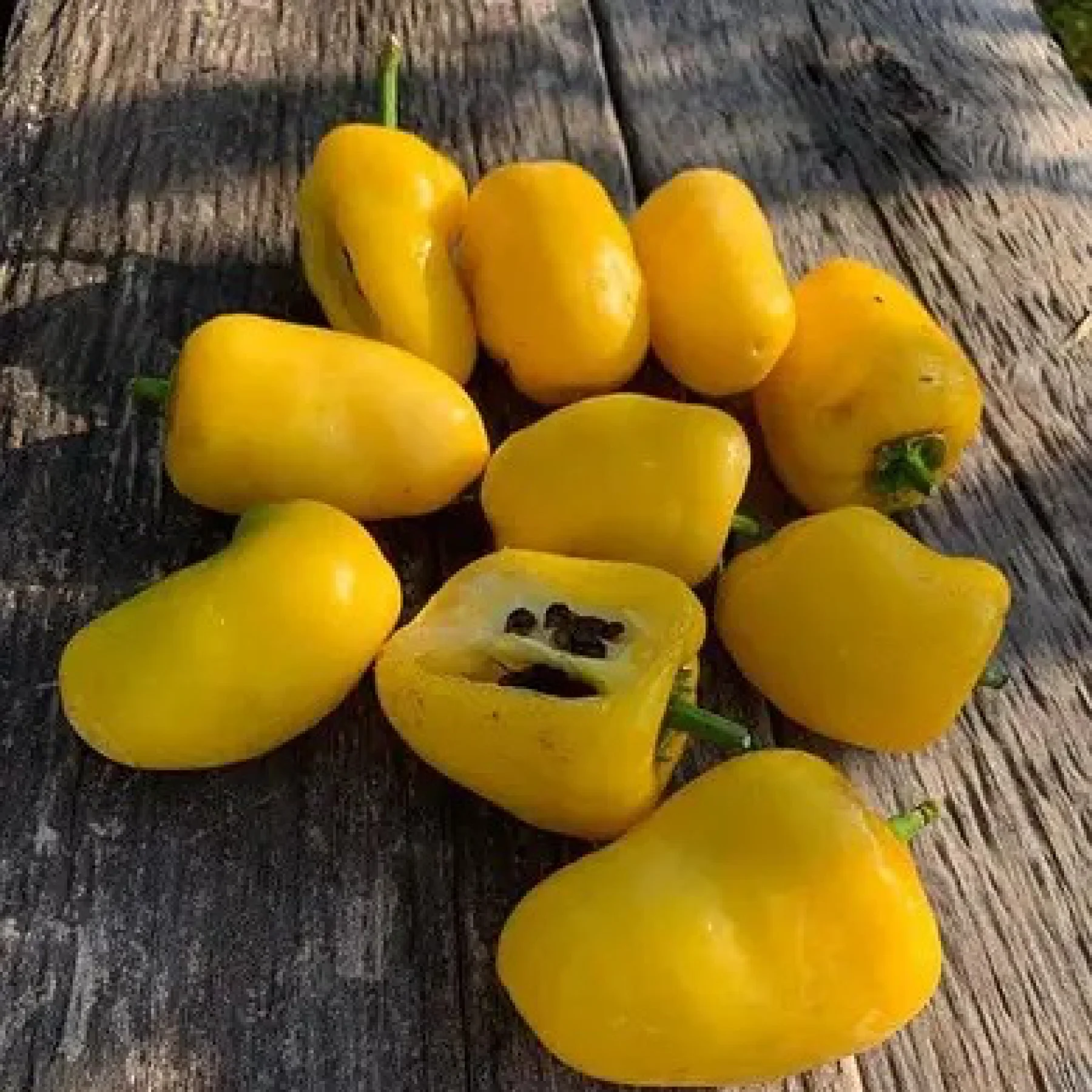 Перець гострий ‘Rocoto Yellow Giant’