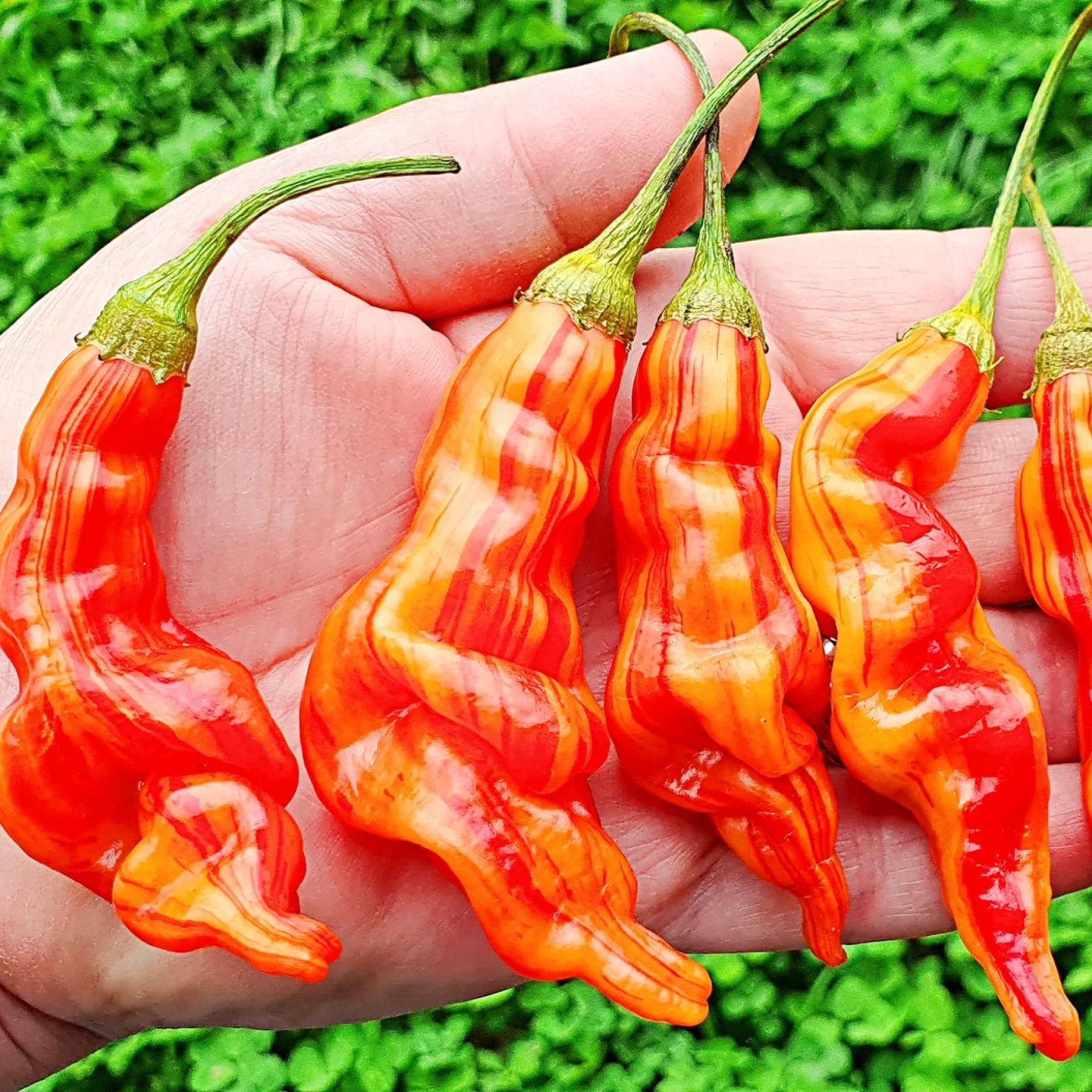 Перець гострий ‘Sugar Rush Striped’