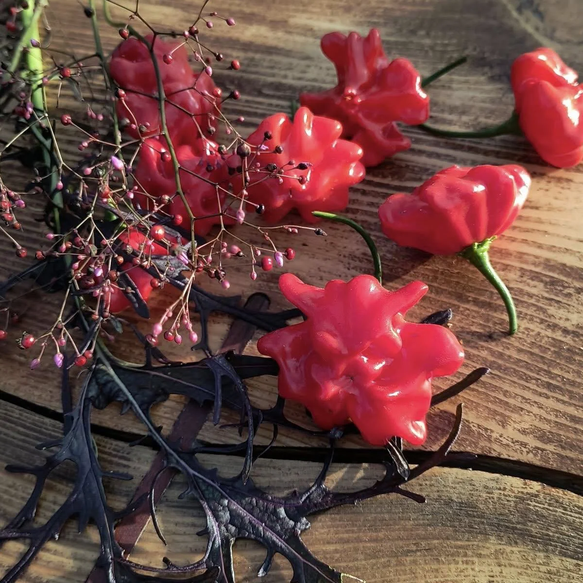 Перець напівгострий ‘Aji Brazilian Starfish’