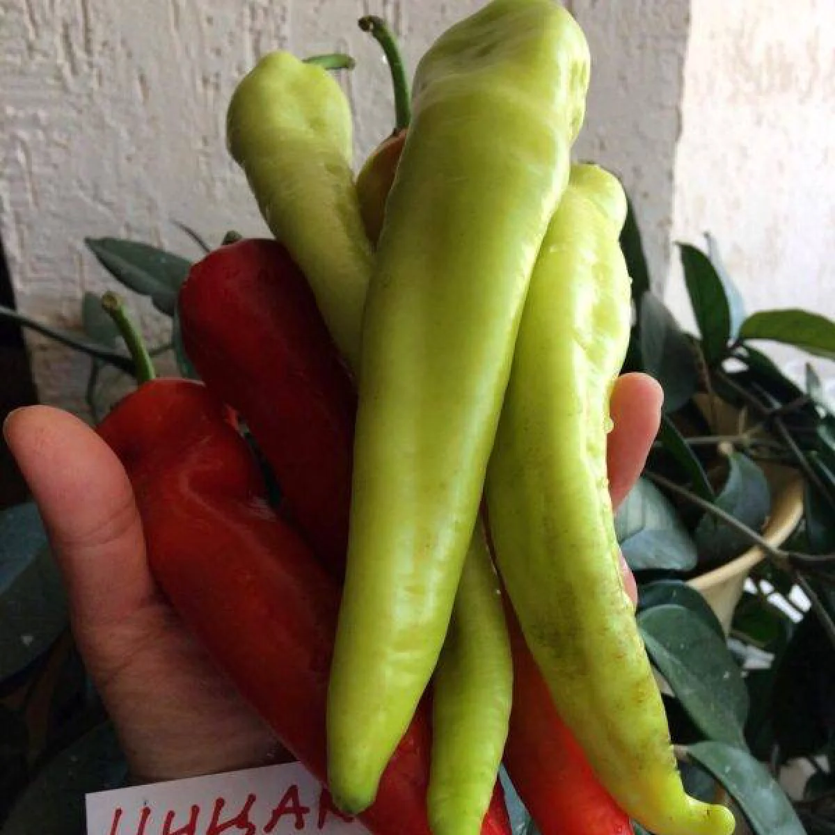 Перець напівгострий ‘Цицак’