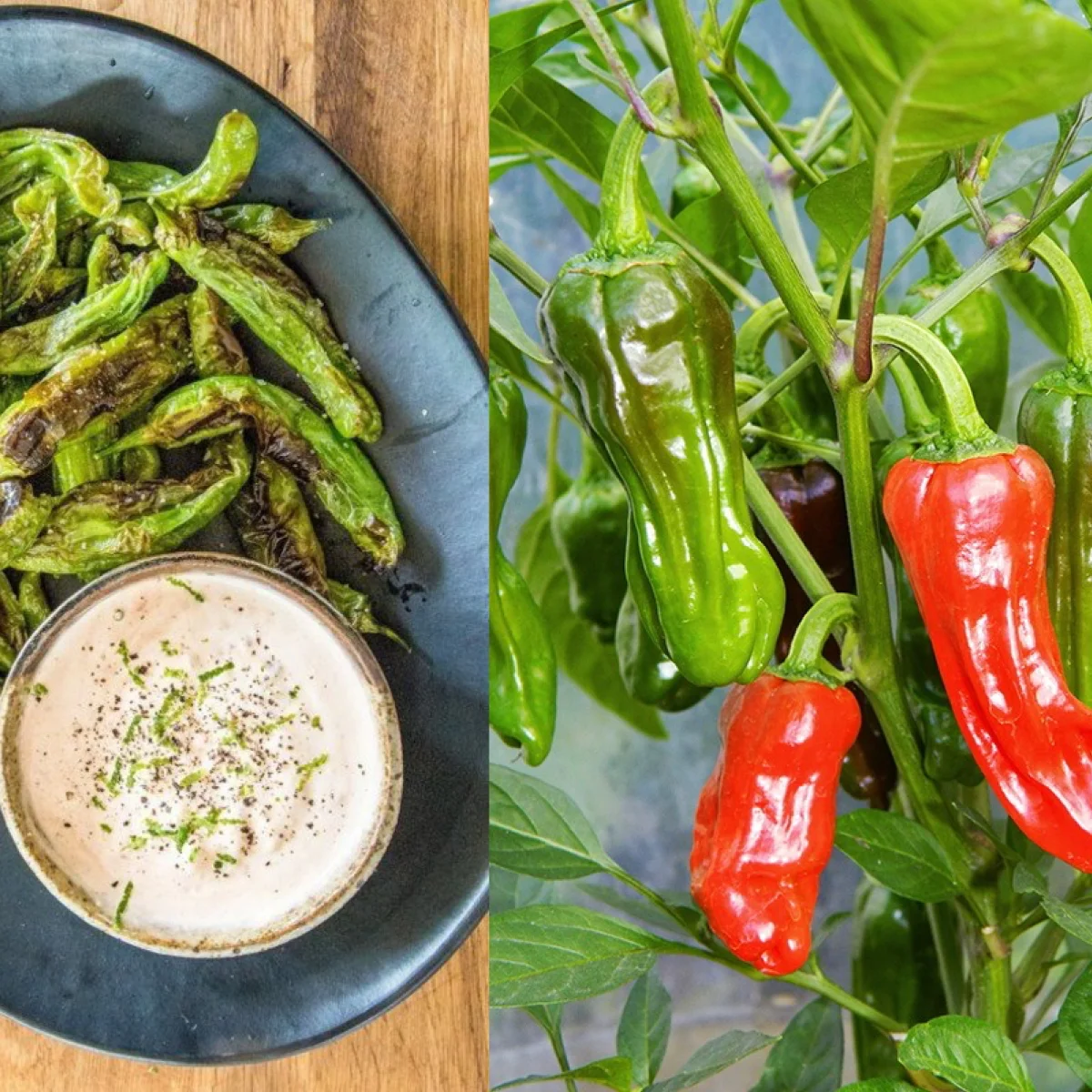 Перець напівгострий ‘Shishito’