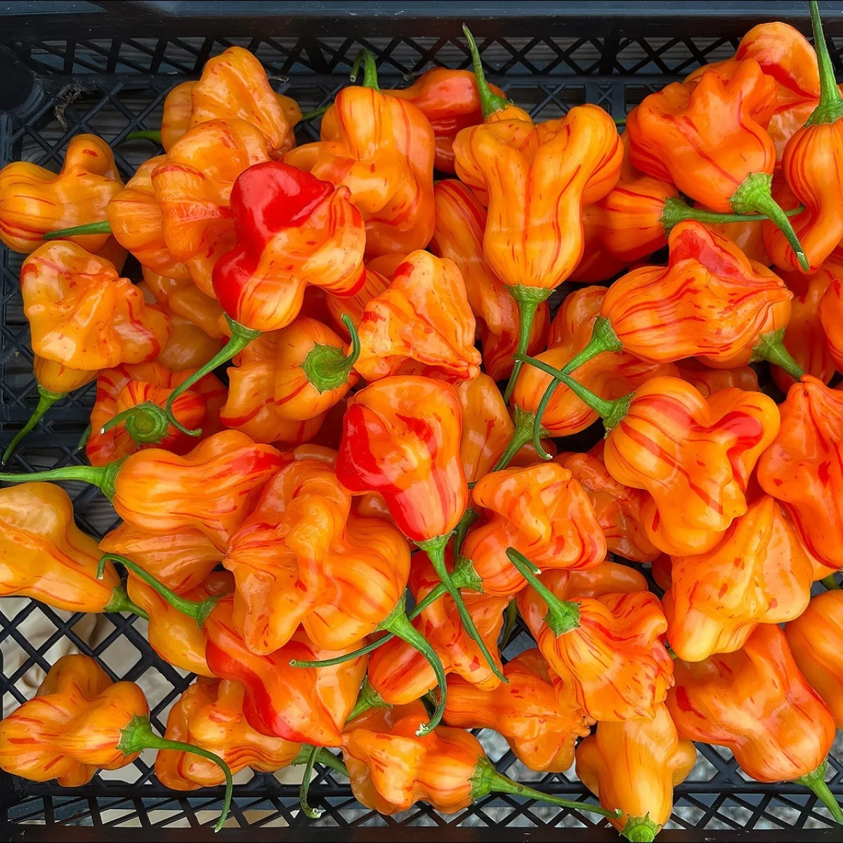 Перець слабогострий ‘Zebrange’