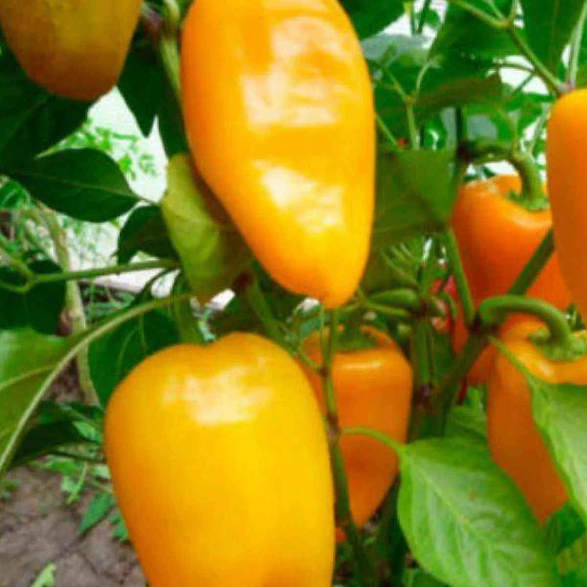 Перець солодкий ‘Абрикосова Фаворитка’