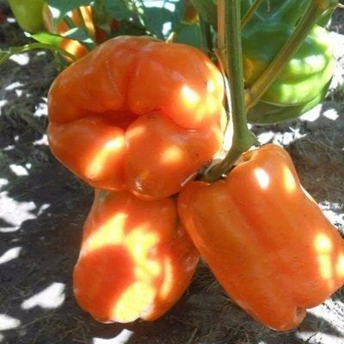 Перець солодкий ‘Біг Мама’