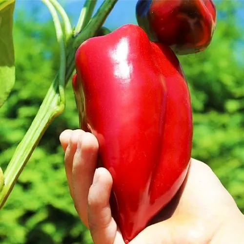 Перець солодкий ‘Бівень’