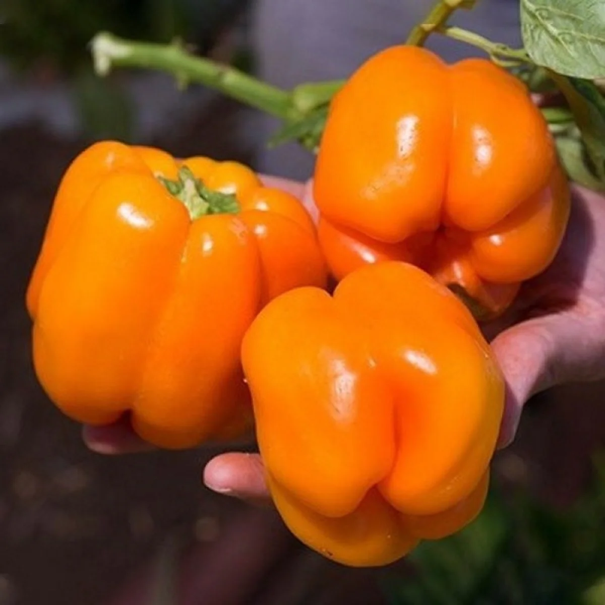 Перець солодкий ‘Бугай’