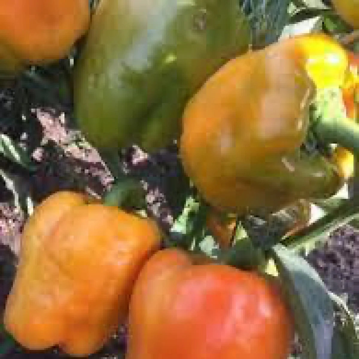 Перець солодкий ‘Дакар’