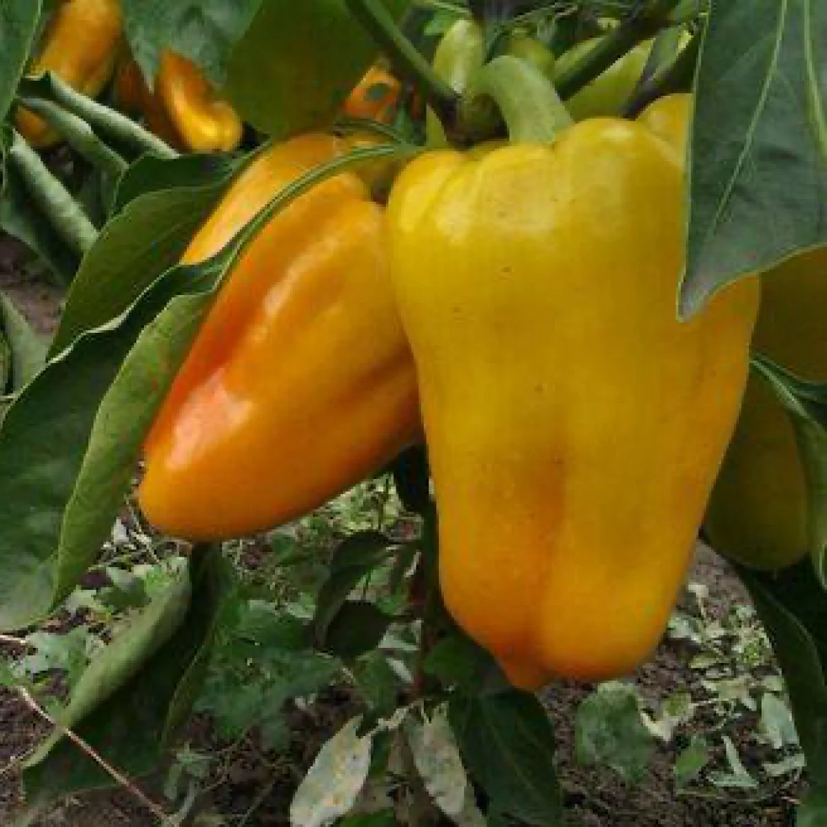 Перець солодкий ‘Гладіатор’