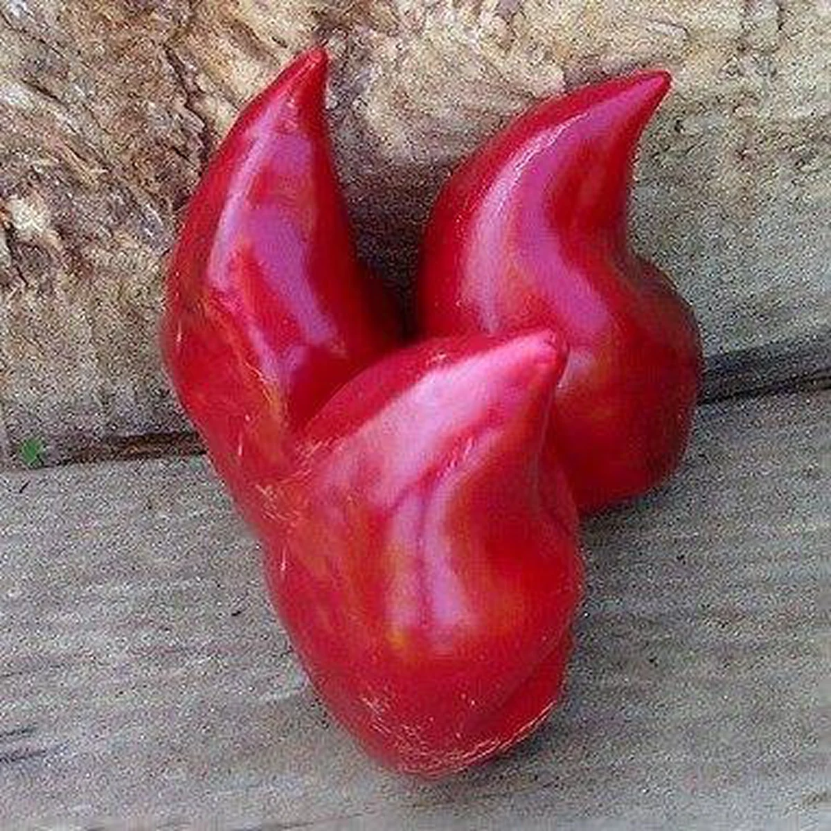 Перець солодкий ‘Gnome Hat’