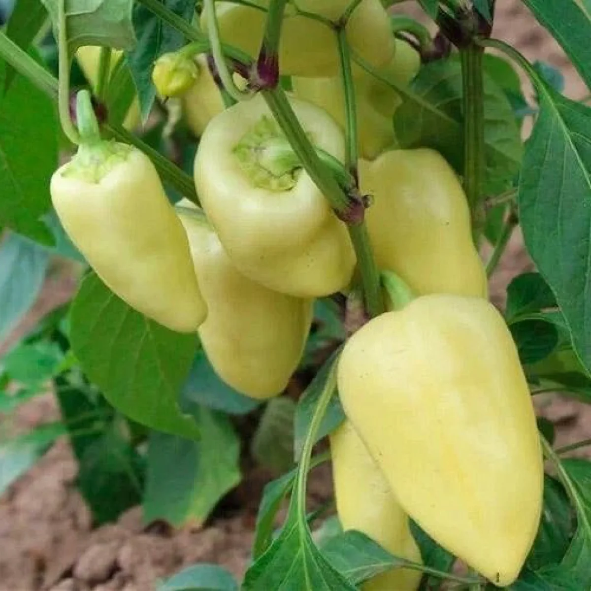 Перець солодкий ‘Хаскі’