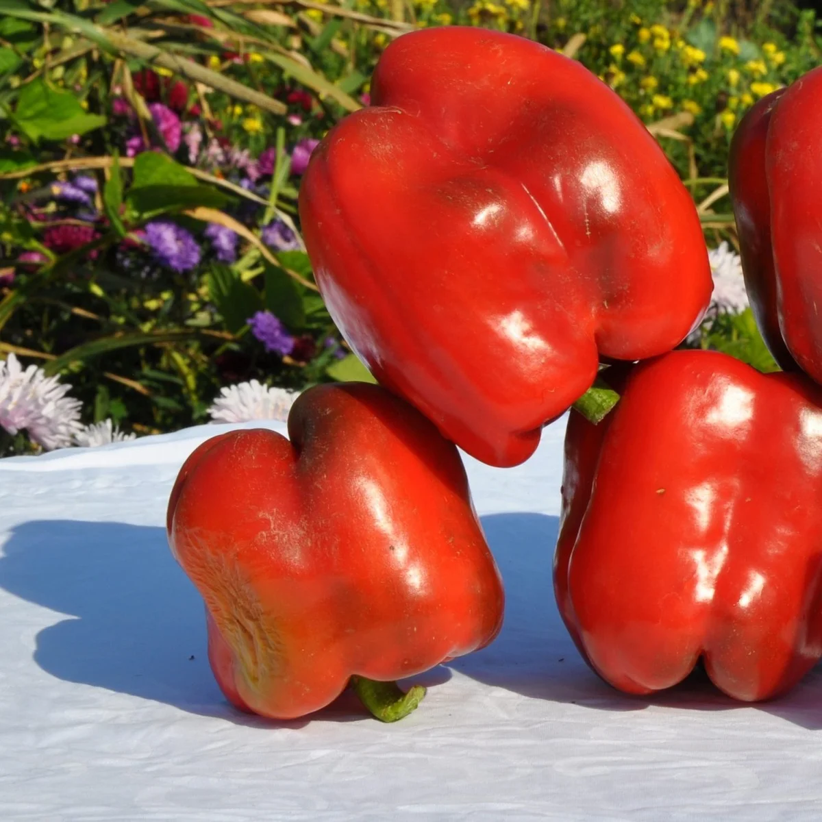 Перець солодкий ‘Король Артур’