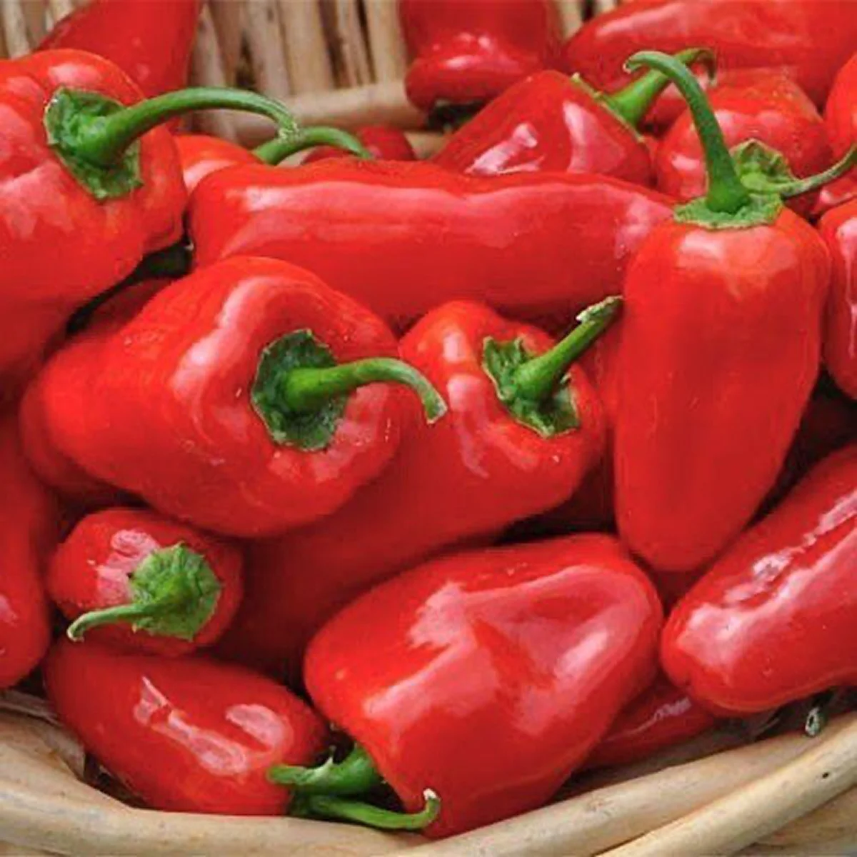 Перець солодкий ‘Лада’