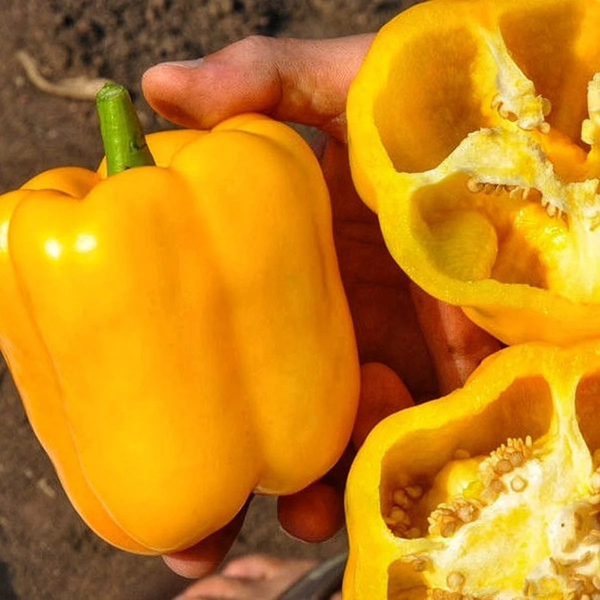 Перець солодкий ‘Марта Полька’