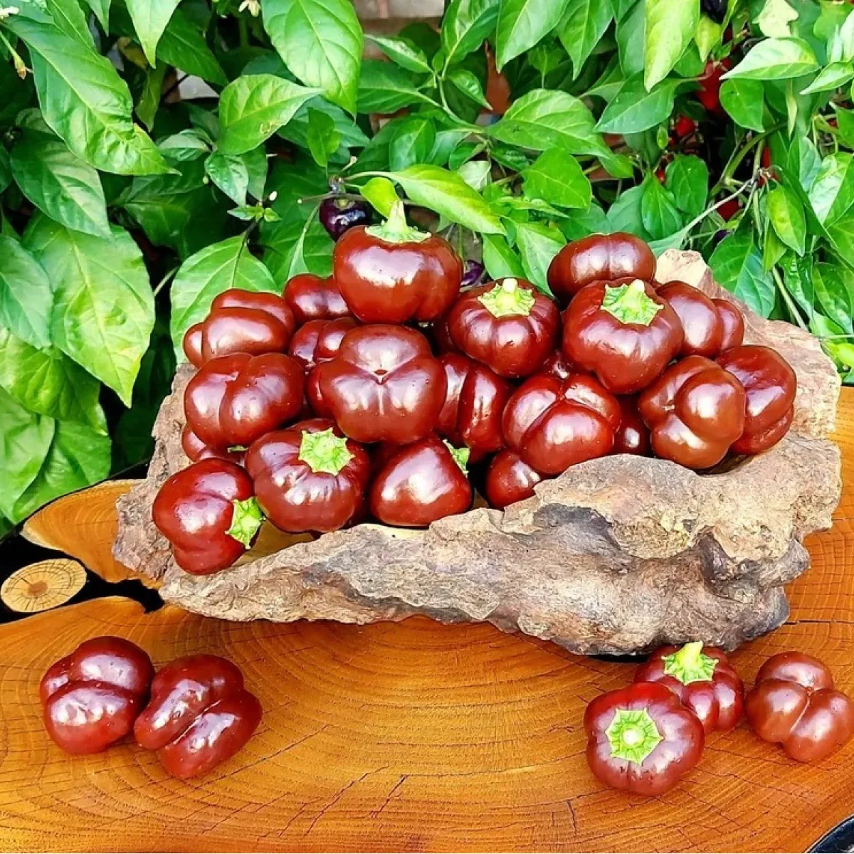 Перець солодкий ‘Mini Bell Chocolate’