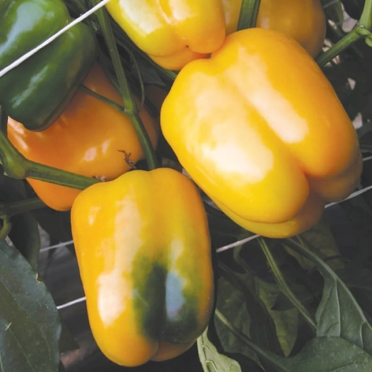 Перець солодкий ‘Містері’