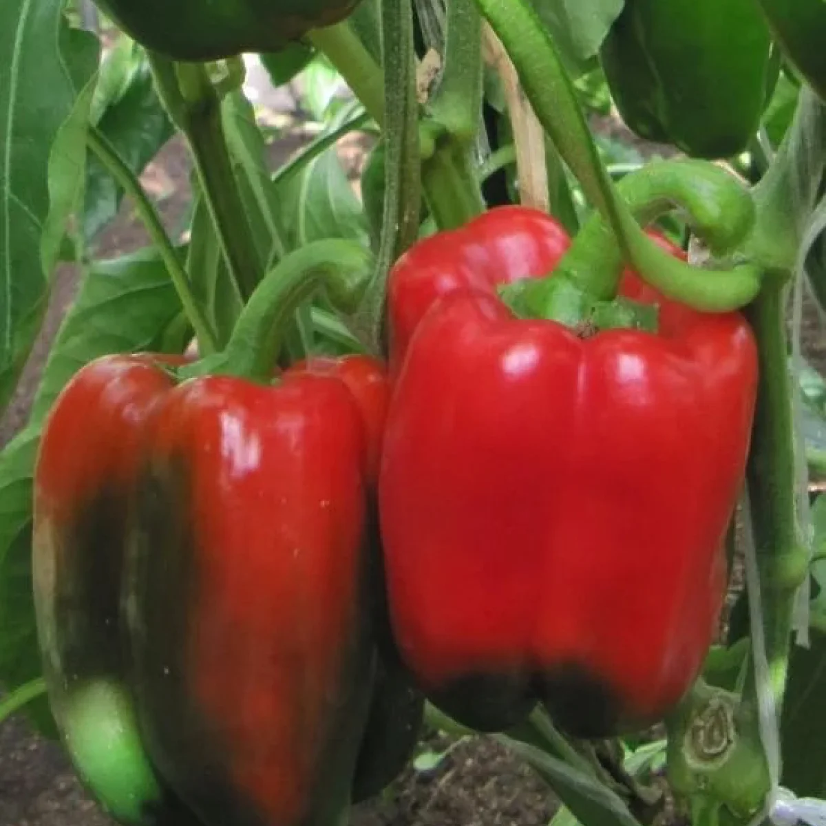 Перець солодкий ‘Опівнічні мрії’