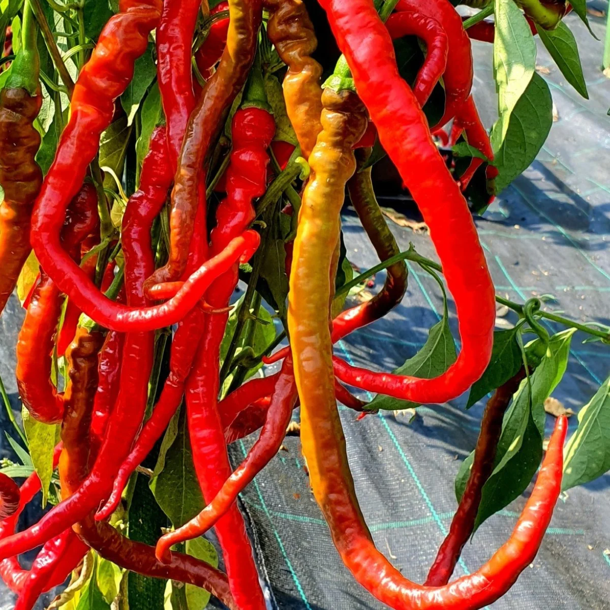 Перець солодкий ‘Пітон’