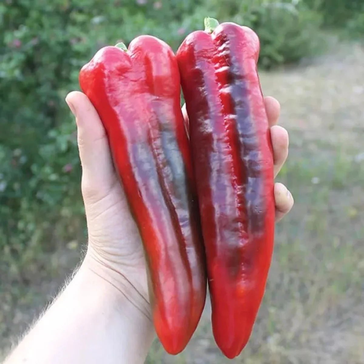 Перець солодкий ‘PL 6726 F1’