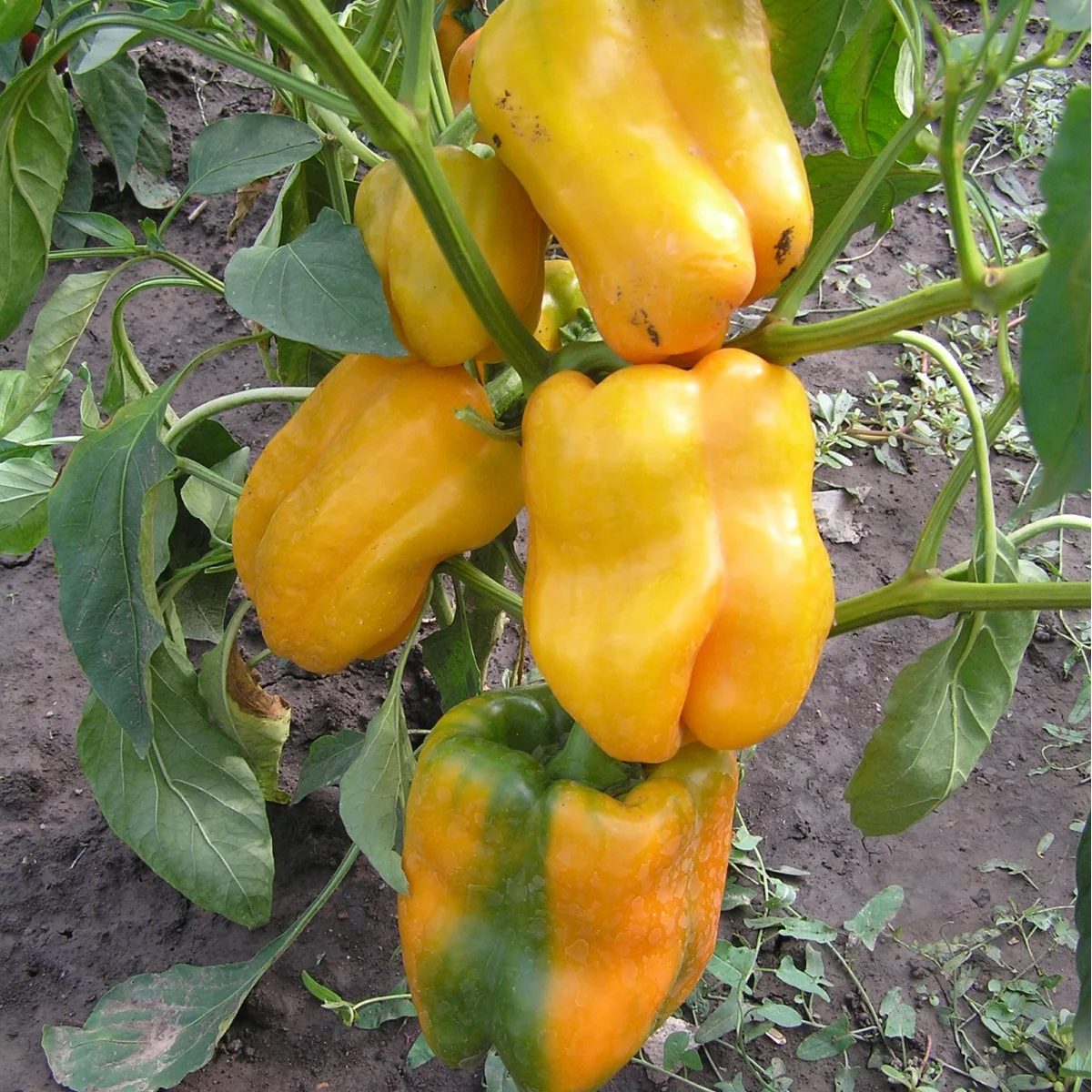 Перець солодкий ‘Рання Сенсація’