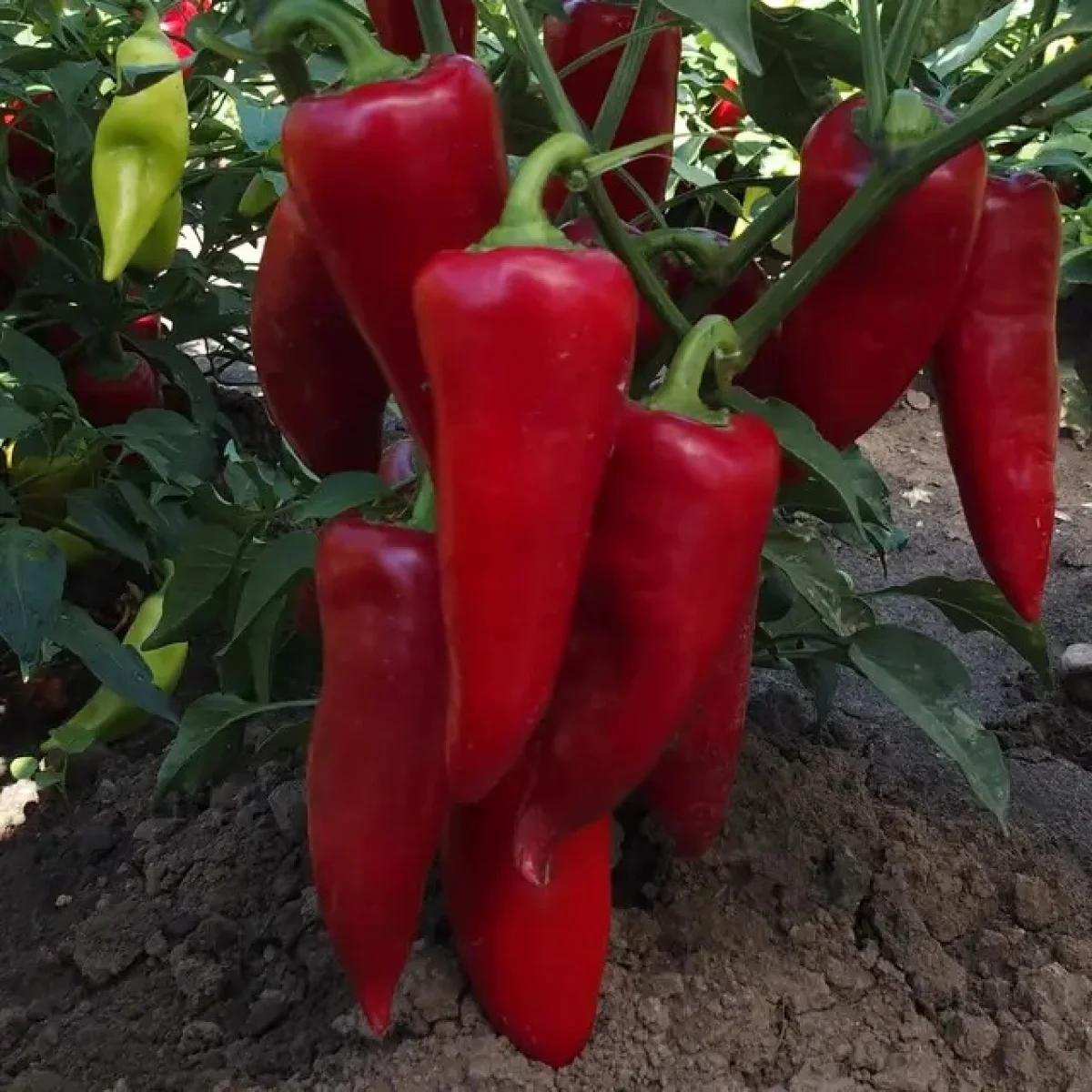 Перець солодкий ‘Сакура’