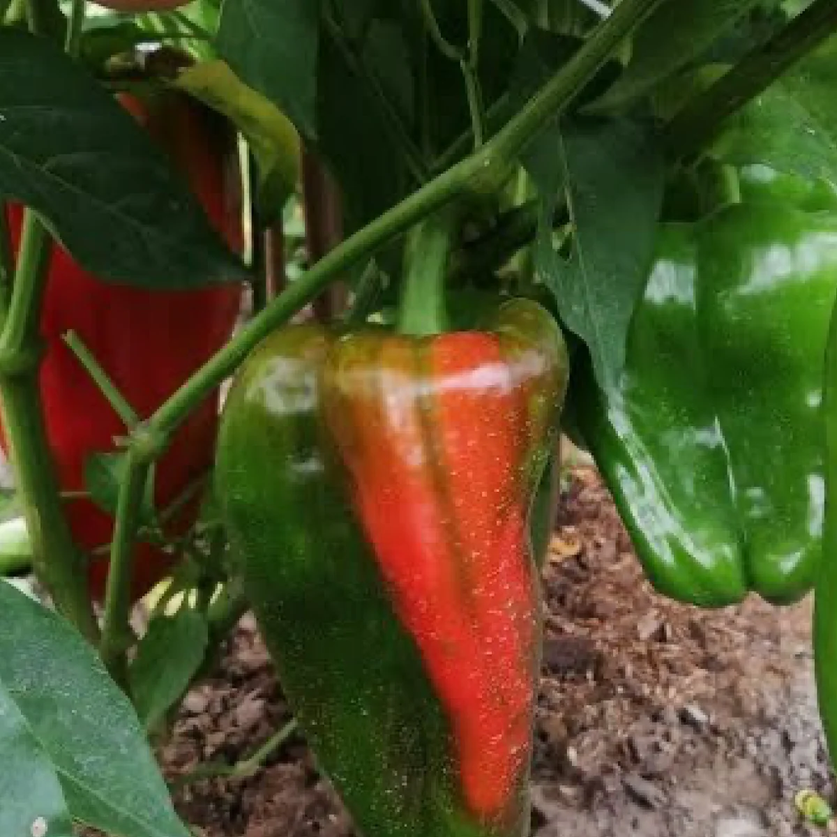 Перець солодкий ‘Віра’