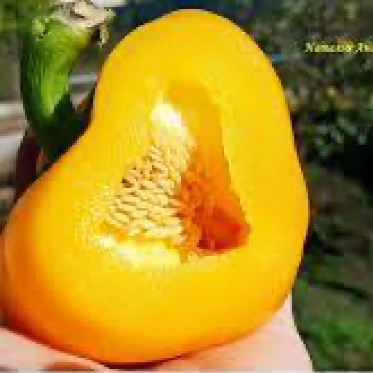 Перець солодкий ‘Золота Тамара’