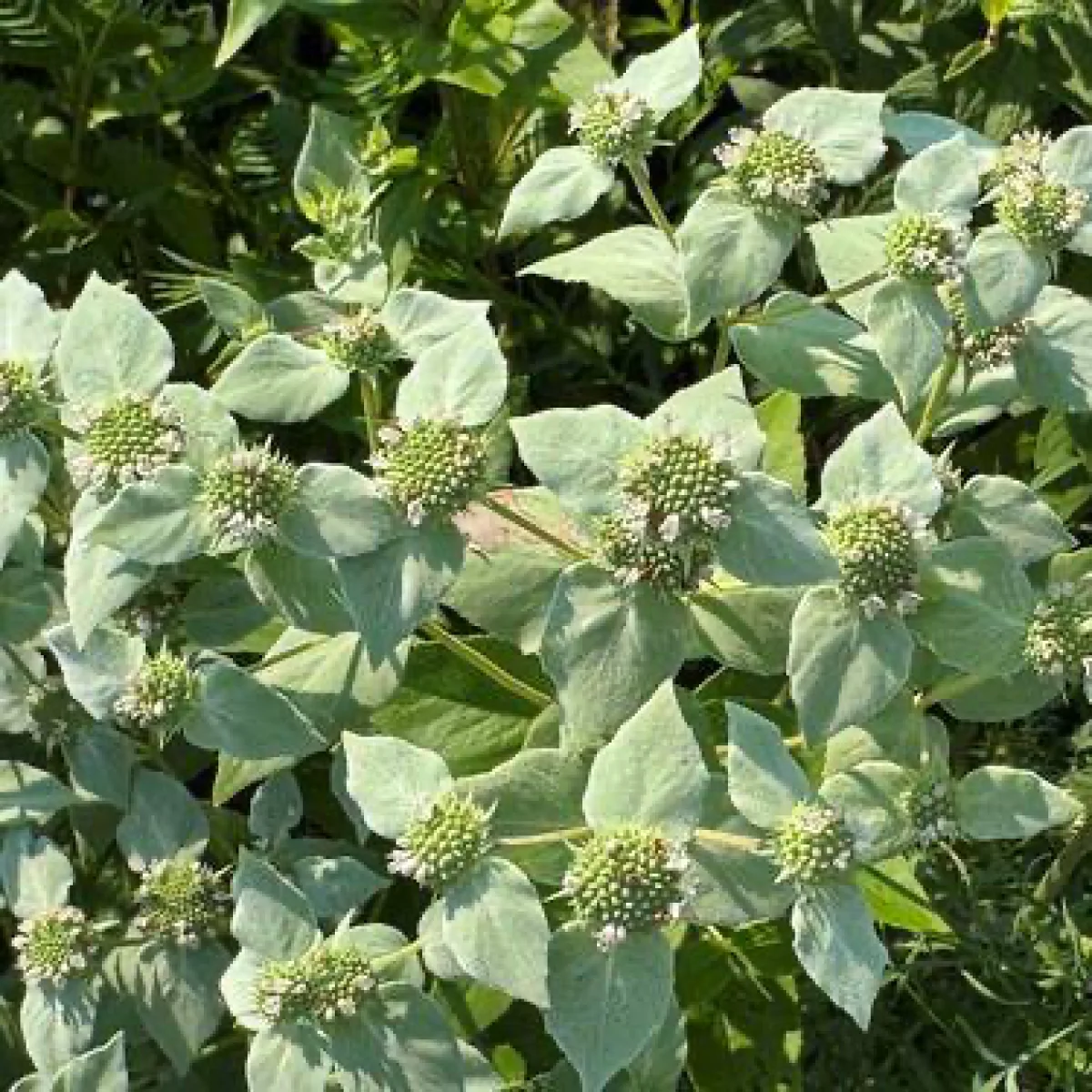 Пікнантемум (Pycnanthemum muticum)