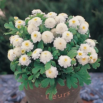 Піретрум дівочий ‘Carlos’ (Tanacetum parthenium)